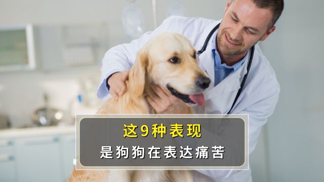 这9种表现是狗狗在表达痛苦,你知道吗?