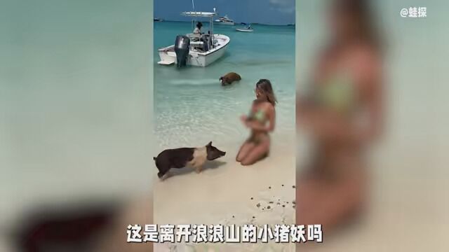 小猪妖走出浪浪山后的生活#猪岛 #奇妙的动物 #小猪妖