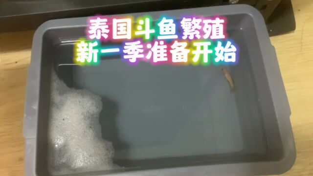 泰国斗鱼繁殖新一季准备开始了