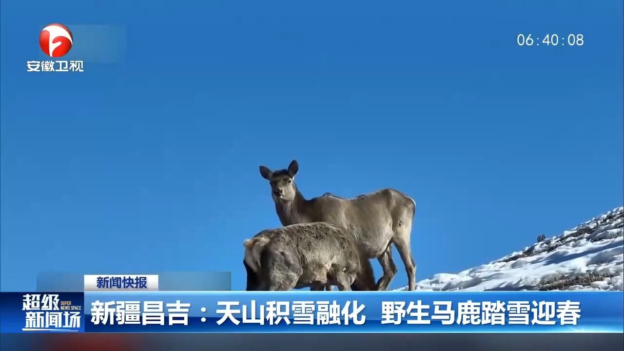 新疆昌吉:天山积雪融化,野生马鹿踏雪迎春