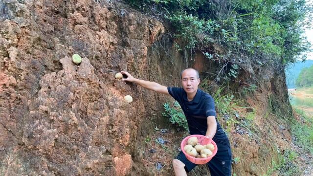 农村最好吃的这种蘑菇太多了,5分钟捡满满一篮子,这下有口福了