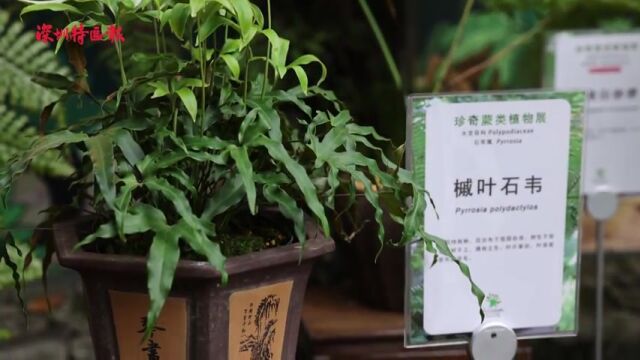 14种首次展出!珍奇蕨类植物展在仙湖植物园举行