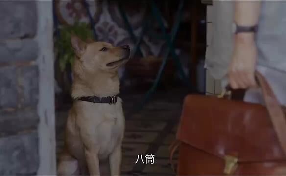 #忠犬八公双向陪伴好治愈 #忠犬八公