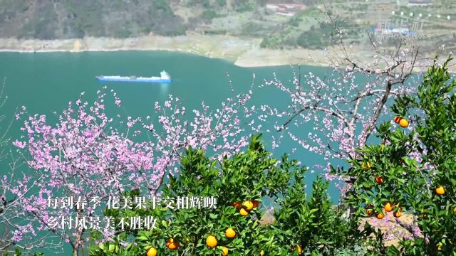 湖北秭归:花艳果丰乡村美