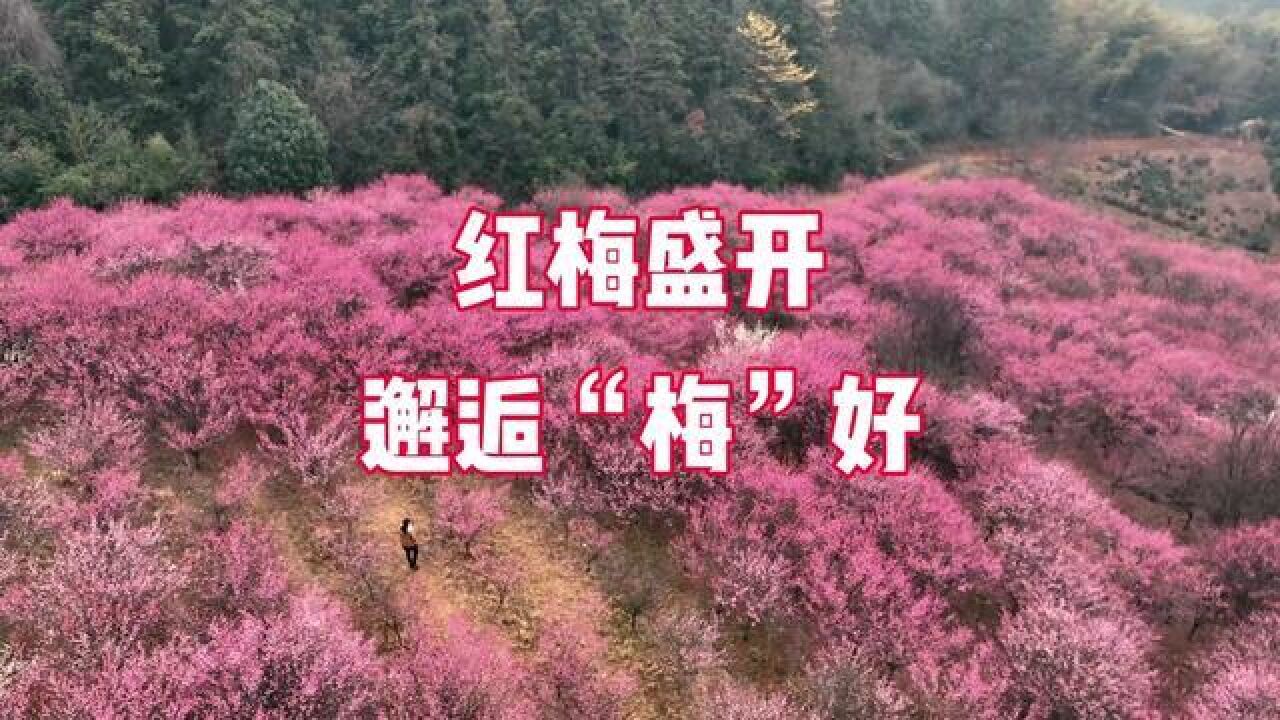 安徽芜湖:红梅盛开,邂逅“梅”好生活,拍摄:鲁君元