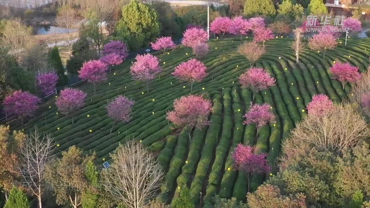 樱花烂漫 茶园如画