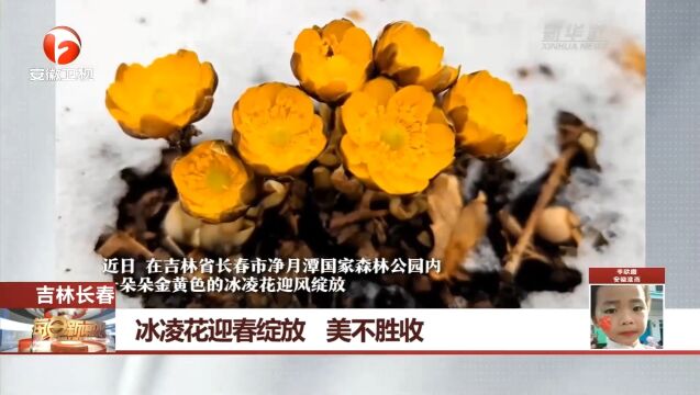 吉林长春:冰凌花迎春绽放,画面美不胜收