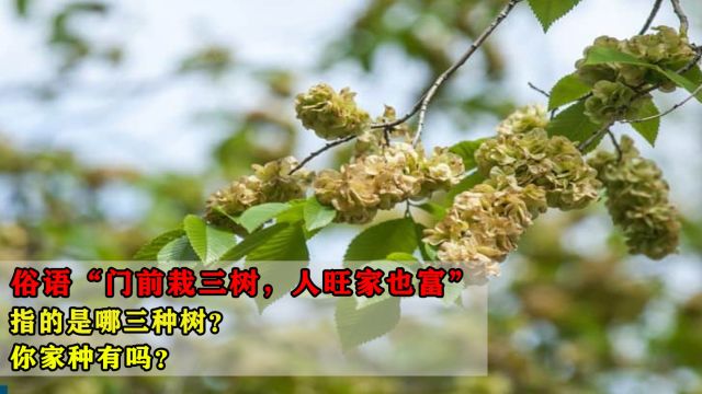 俗语“门前栽三树,人旺家也富”,指的是哪三种树?你家种有吗?