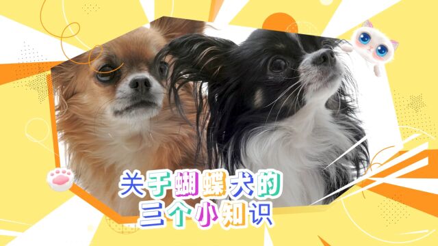 2分钟快速学习关于蝴蝶犬的3条小知识!