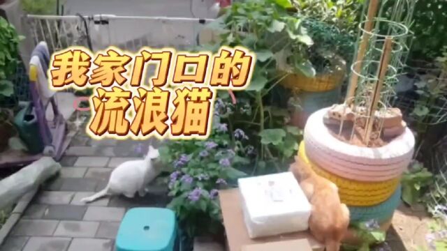 我家门口的流浪猫