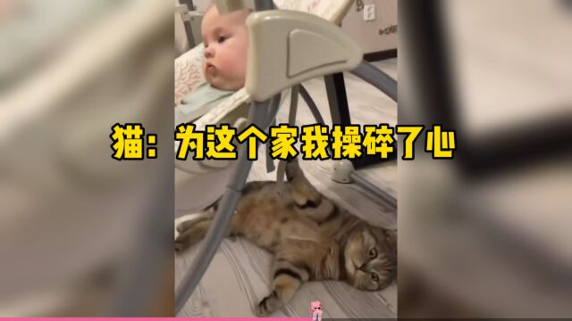 猫:为了这个家我操碎了心