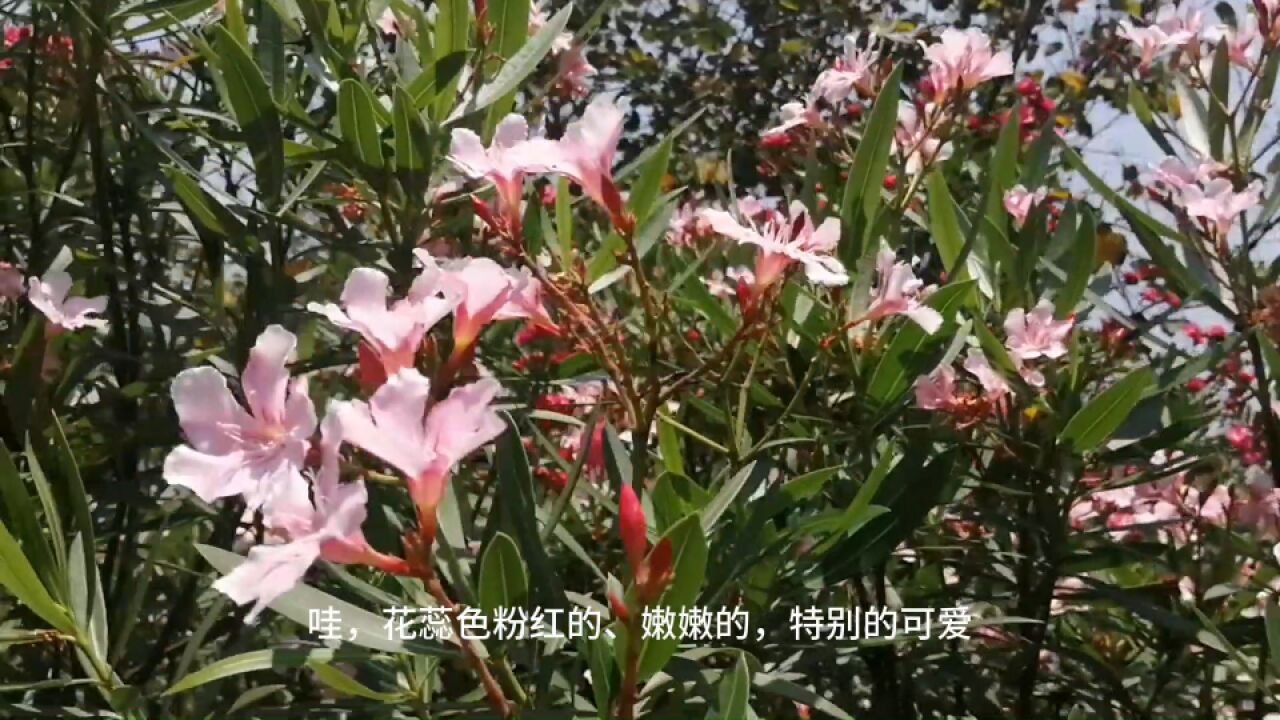 南宁邕江边,花开四季红艳艳