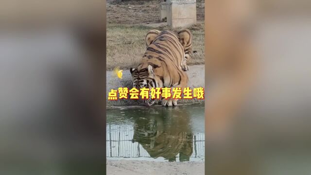 没什么能难倒我胖虎