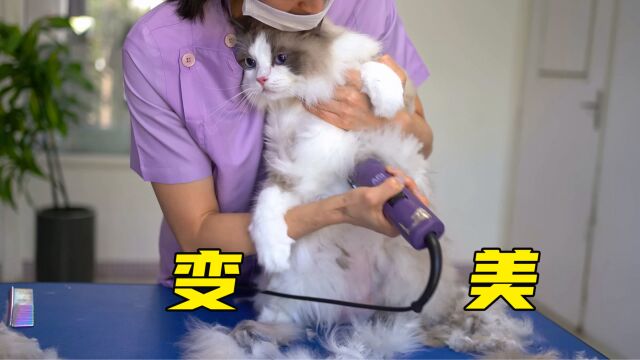 素猫改造计划