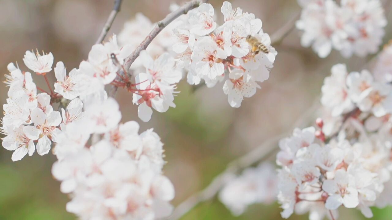 视频丨绿柳如烟 四月酒仙湖春花漫烂