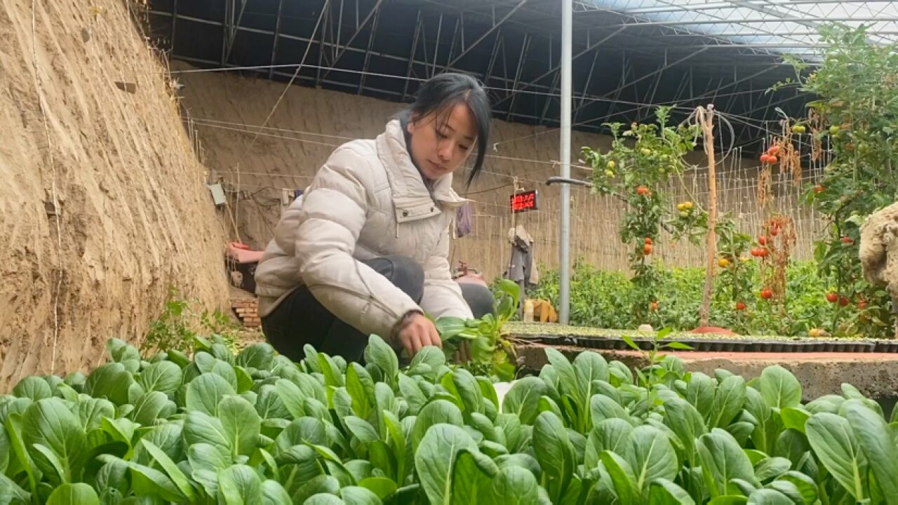 充满希望的季节,大棚里一小茬油菜正值收获.