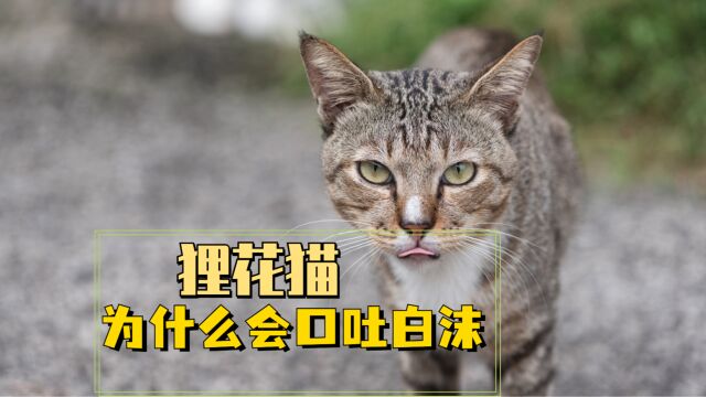 狸花猫口吐白沫是什么原因,要牢记并预防!