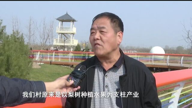 这么近 那么美 周末到河北丨雄安新区雄县:赏万亩梨园 观生态美景