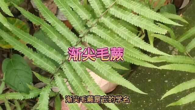 渐尖毛蕨#你的家乡有这种植物吗 #中草药