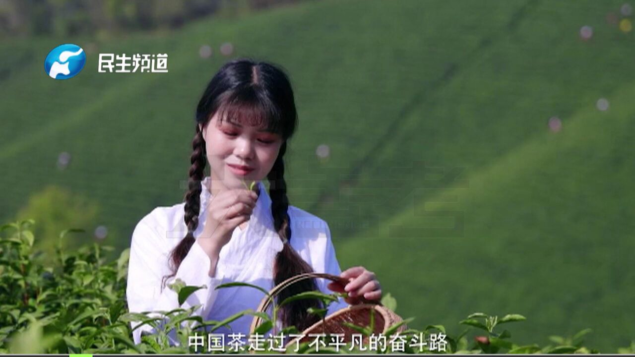 一片茶叶的千年奋斗史,绿茶之王的历史起源