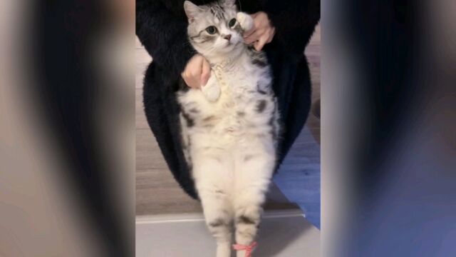 小猫:又是被迫营业的一天