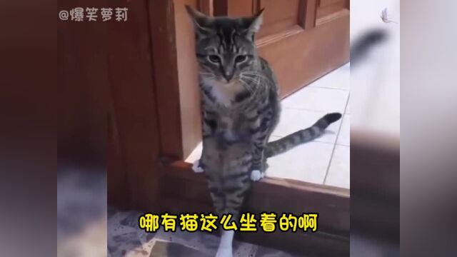 盘点那些把自己当人的猫咪,有的猫已经把自己当成人了#猫咪#猫咪成精