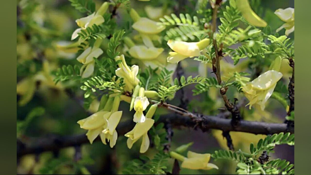 走,去临沂 | 正是一年好风景 银雀花开待君来