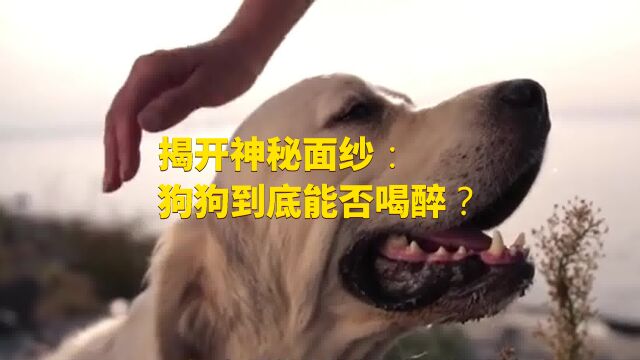 揭开神秘面纱:狗狗到底能否喝醉?