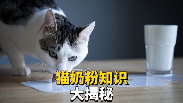 猫奶粉怎么选?这些知识是必备!