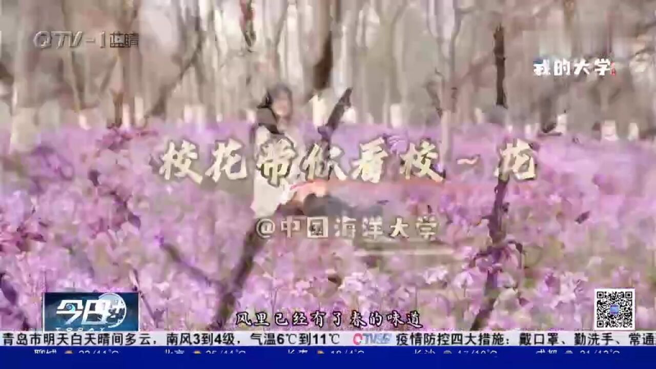 赏花探春!“校花带你看校花”走进中国海洋大学