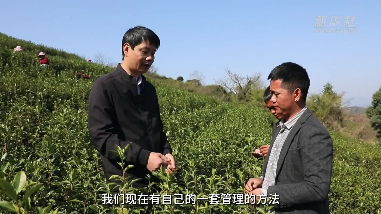 浙江为四川茶农提供茶叶种植技术培训