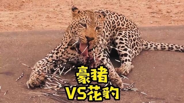 头铁的花豹被豪猪教做人#野生动物零距离 #动物的迷惑行为