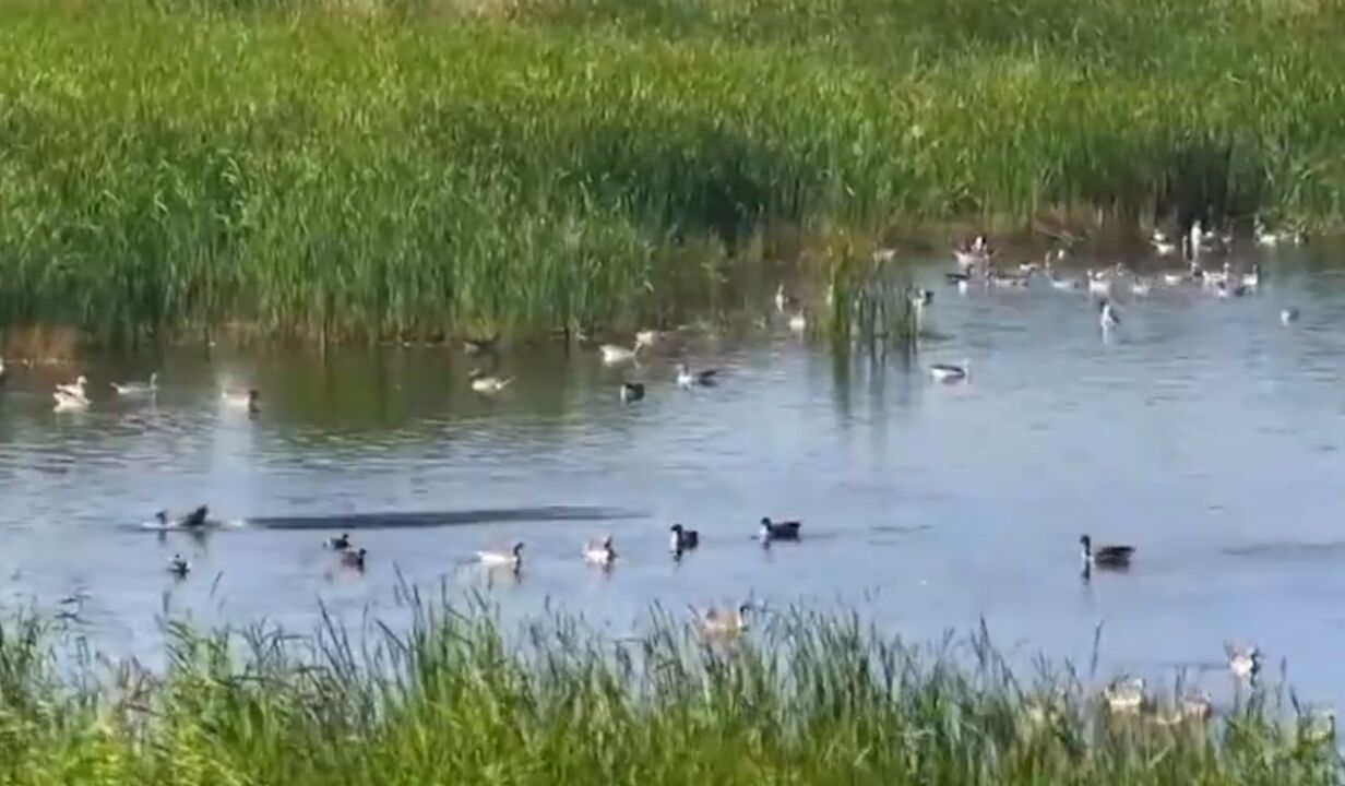 湿地保护纳入林长制河湖长制考核范围