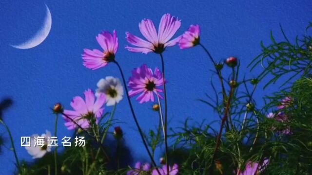 红花当然配绿叶,这一辈子谁来陪