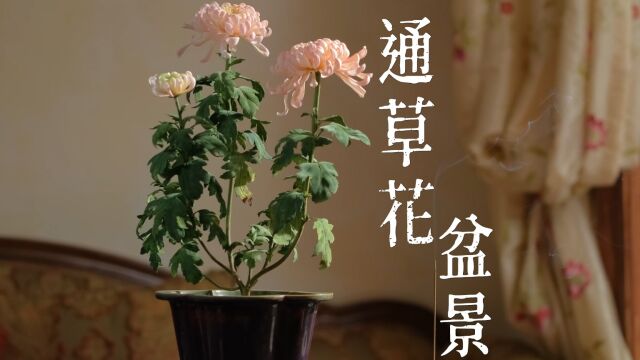 一盆假花竟然要十几万?