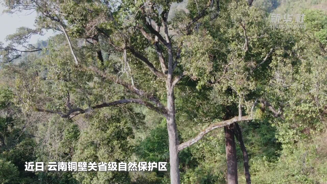 云南德宏发现中国龙脑香科植物新记录种——盈江柳安