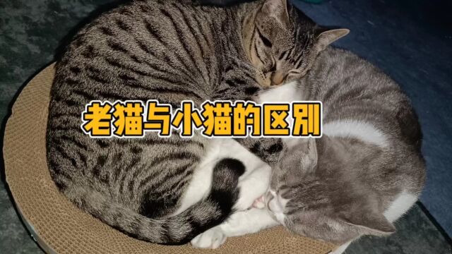 老猫与小猫的区别