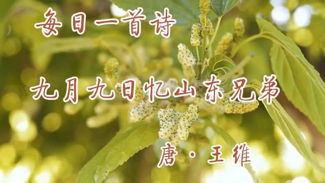 古诗诵读:《九月九日忆山东兄弟》唐ⷧŽ‹维