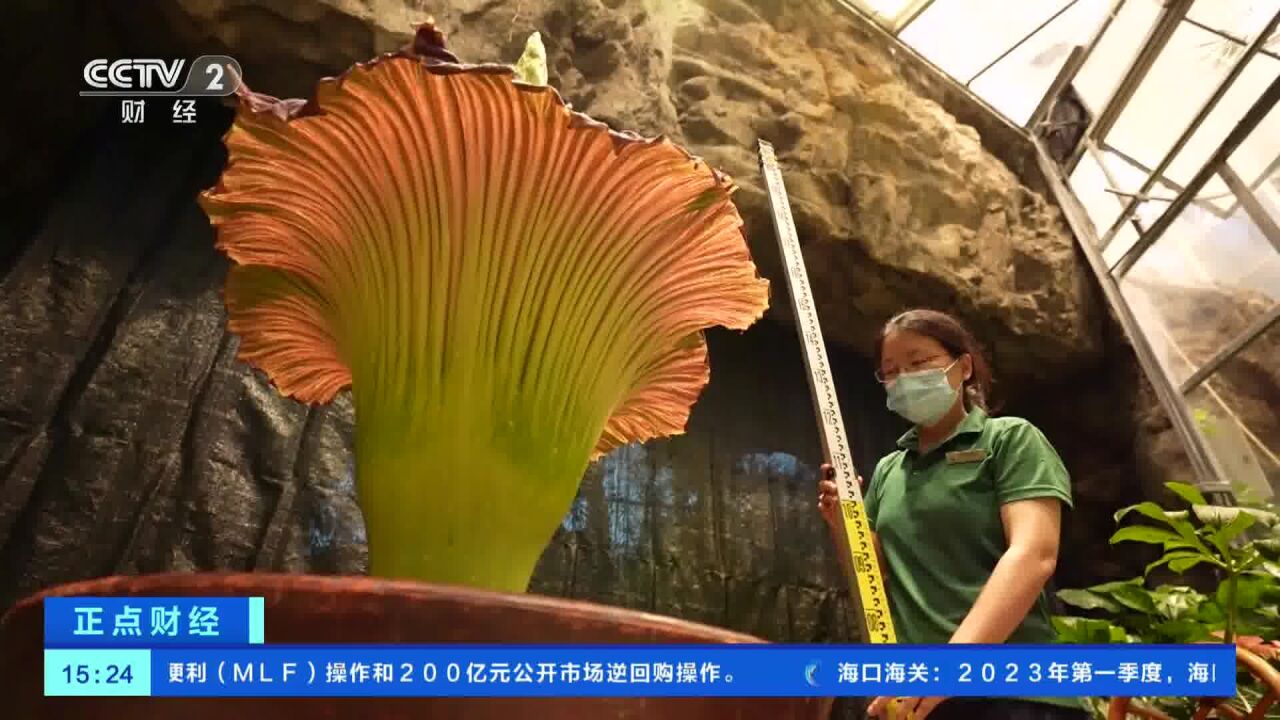 巨魔芋发芽啦!探访国家植物园“宝藏植物”