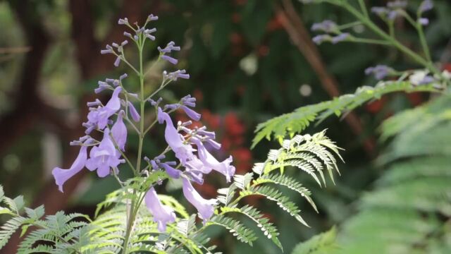 【夜聊】小城花信 那一树一树的花开