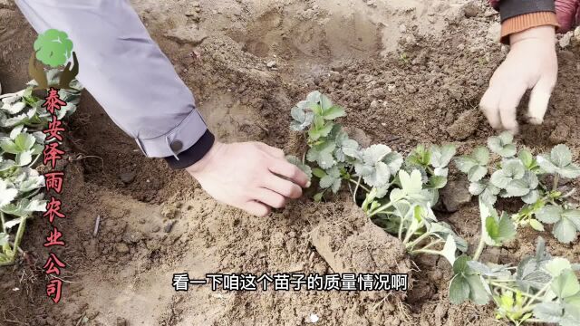 2023年秋季妙香7号草莓苗开始出苗 脱毒苗 抗病还高产