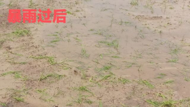 湖南下了一场奇怪的雨农民们又喜又悲,为什么呢?