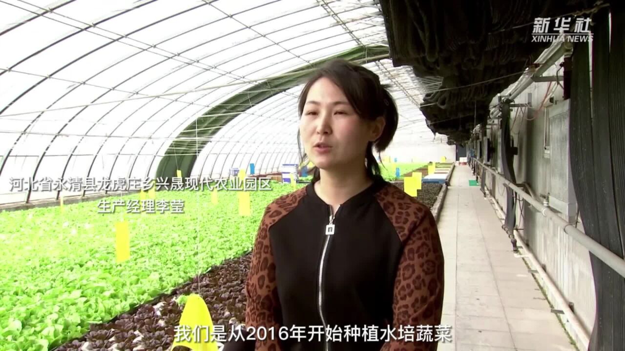 河北永清:发展绿色蔬菜种植 保障京津“菜篮子”供应