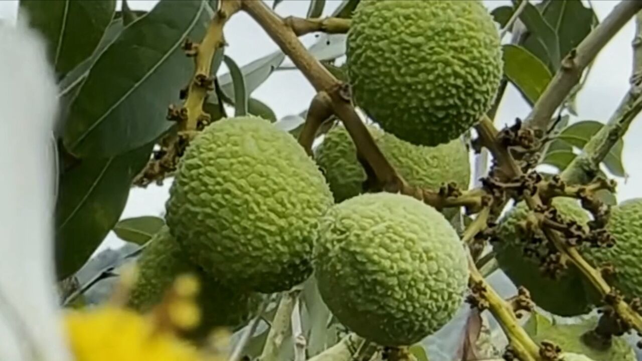 香甜荔枝抢先尝,茂名电白早熟荔枝“香蜜早”即将上市