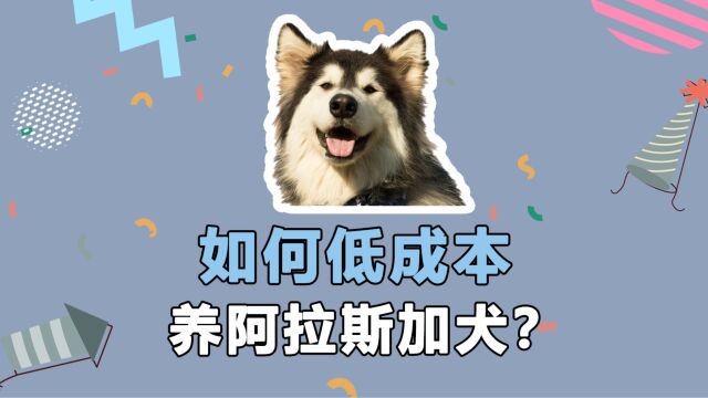 如何低成本养阿拉斯加犬?