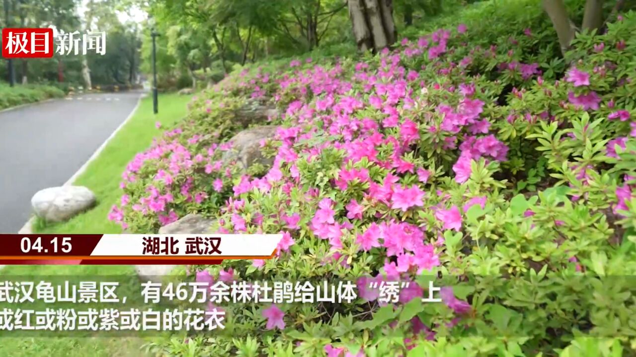 【视频】46万株!武汉龟山景区杜鹃花笑傲大江大湖