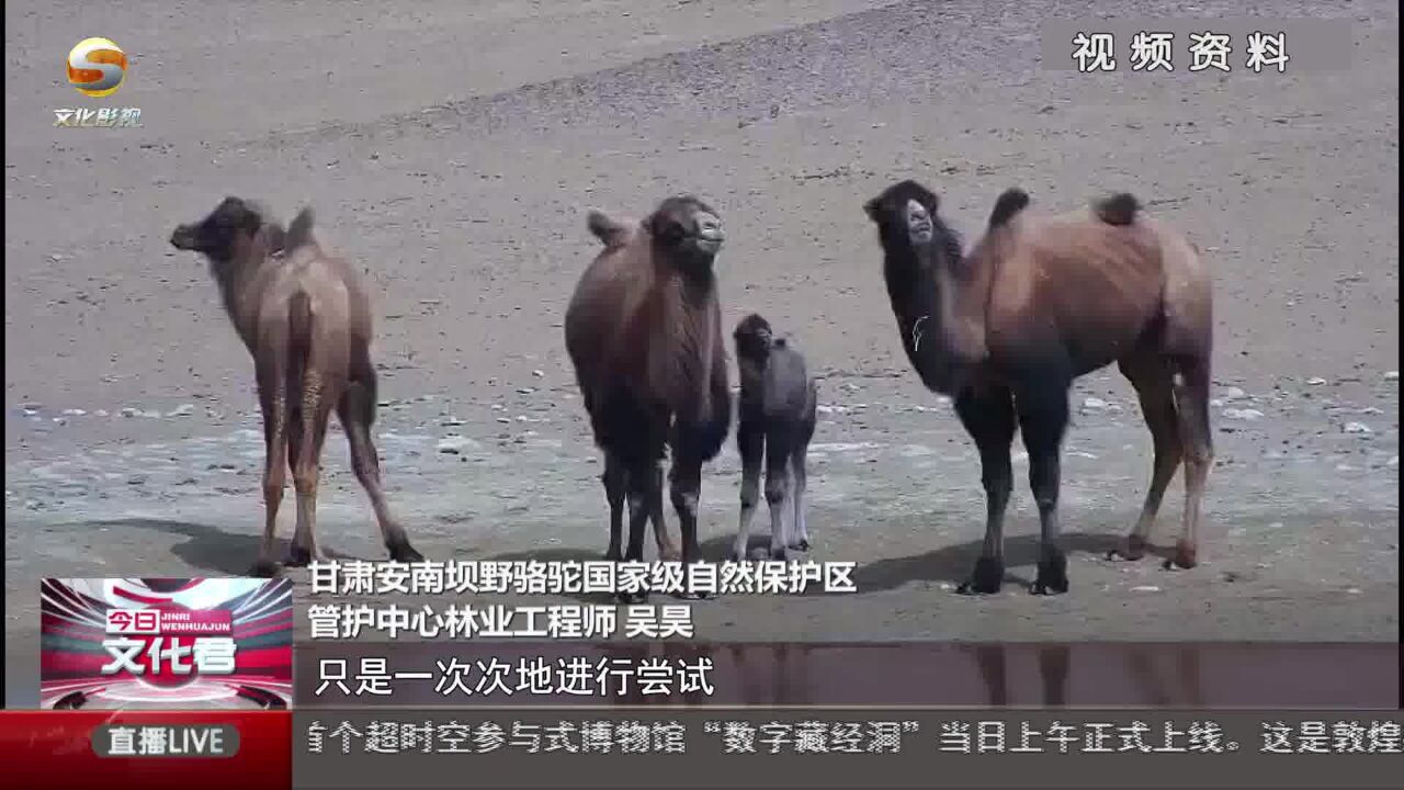 罕见野骆驼带小驼羔学喝水