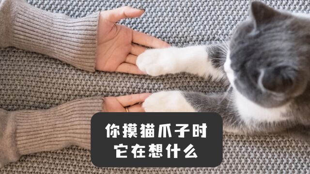 你摸猫爪子时,它会在想什么呢?