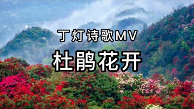 丁灯诗歌MV新专辑NO.8——《杜鹃花开》