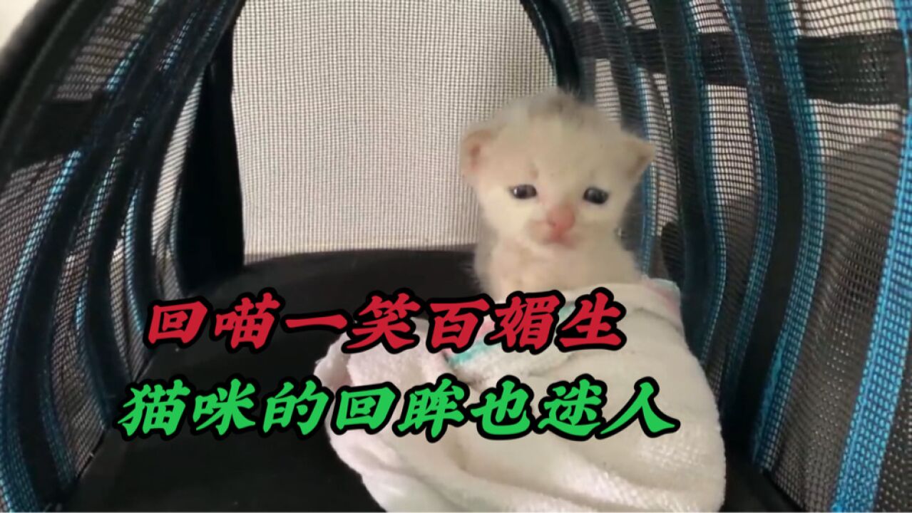 意外发现一只可怜的猫咪,它的遭遇让人气愤不已